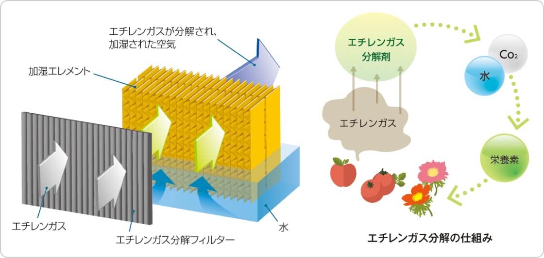 エチレンガス分解の仕組み